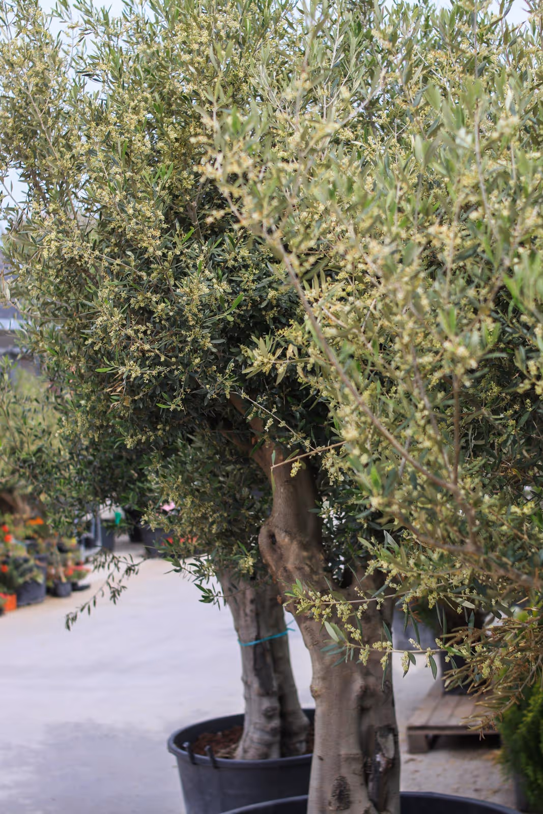 Κήπος